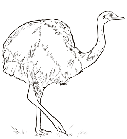 Rhea Bird  Coloring Page